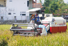 Panen Raya Bumirejo Catat Produktivitas 7,5 Ton per Hektare, Bupati Kebumen Dorong Pertanian Modern