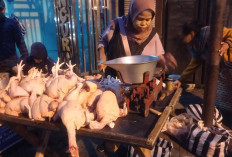 Harga Ayam Potong Merosot Tajam, Pedagang Sebut Imbas Program MBG Libur