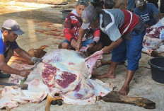 Kurban di Islamic Center Semarang Meningkat, 4 Sapi dan 16 Kambing Disembelih Selama Dua Hari