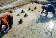 Kawasan Pesisir Sluke Rembang Tetap Produktif Tanam Padi Saat Kemarau