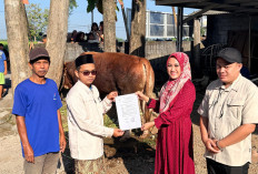 Madin Tasywiquth Thullab Sragen Terima Sapi Seberat 1 Ton Dari Presiden Prabowo