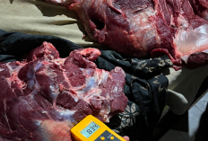 Temuan Daging Sapi Gelonggongan di Pasar Raya Salatiga, Dispangtan : Kadar Air 83,8% – 85,6%
