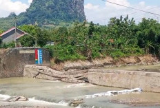 Bendung Cipero Jebol, Ribuan Hektare Sawah di Pantura Tegal di Ujung Tanduk