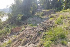 Longsor Tanggul Sungai Lusi di Kuripan Grobogan Semakin Parah, Ini Respon Pihak Terkait