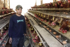 Harga Telur Anjlok di Kebumen, Peternak Menjerit Saat Produksi Justru Melimpah