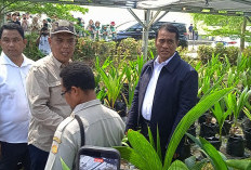 Menteri Pertanian Amran Tinjau Nurseri Kelapa Batang, Cek Bibit Unggul Gratis untuk Rakyat