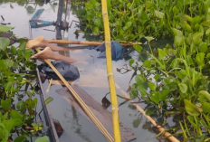 Warga Asinan Bawen Gempar, Ditemukan Mayat Laki-laki Paruh Baya di Danau Rawa Pening