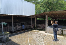 Dapur MBG Sragen Berdiri di Samping Kandang Babi Berizin, Kok Bisa !