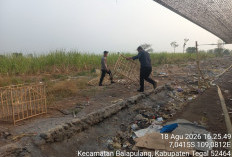 Digerebek Polisi Gegara Laporan Warga, Arena Sabung Ayam di Pagerbarang Tegal Tinggal Asap!