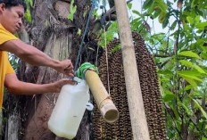 Tak Hanya Mebel Ukiran, Potensi Aren Jepara Bisa Jadi Mesin Cuan