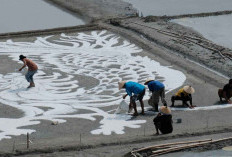 Geger! 10 Seniman Kondang Siap Bikin Lukisan Garam Terbesar di Dunia di Rembang
