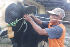 Dewomu, Sapi 1 Ton Asal Noborejo Salatiga Dibeli Presiden Prabowo Seharga Rp90 Juta