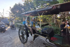 Kereta Kuda Arak Kepulangan Pasangan Jamaah Haji di Purworejo