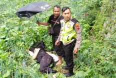Scoopy Plat K Rem Blong di Kawasan Wisata Umbul Sidomukti, 1 Keluarga Asal Semarang Terperosok ke Kebun Warga