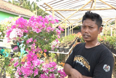 Hobi Jadi Cuan, Edi Maryoto Sukses Budidaya Bougenville di Kebumen, Harga Tanamannya Tembus Rp7 Juta