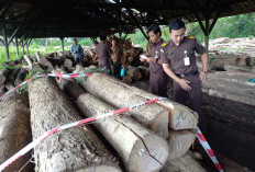 Kades Lebengjumuk Diduga Curi Puluhan Kayu Jati milik Perhutani KPH Purwodadi