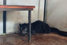 Kondisi Terkini Macan Kumbang Batang: Luka di Kaki, Masih Jalani Observasi
