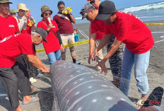 Hiu Paus hingga Penyu Terdampar di Purworejo, SEALIFE Latih Nelayan dan Petugas Penanganan Satwa