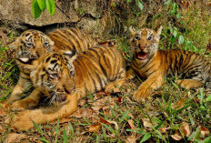 Kenalkan Nara, Lawang, dan Semar, Tiga Anak Harimau Benggala di Semarang Zoo
