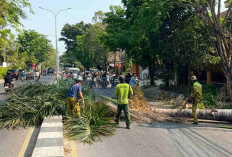 Antisipasi Kecelakaan, DLH Tebang Ratusan Palem Tua di Jalan Protokol Rembang 