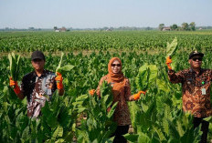 Produksi Tembakau Demak Capai 5.195 Ton, Pemkab Pastikan Dukungan untuk Petani Terus Berjalan