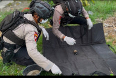 Petani di Penujah Tegal Temukan Granat Nanas di Lahan Jagung