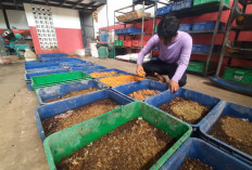 Tekan Sampah Organik, TPA Jatibarang Semarang Budidaya Maggot 