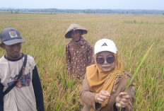 Padi Biosalin Mulai Dipanen di Lahan Rob Batang, 2 Hektare Berhasil Produksi