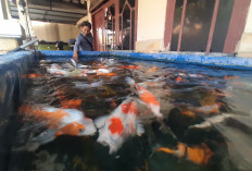 Ancaman Mati Listrik di Jawa Bikin Pengusaha Ikan Hias Semarang Waswas, Kerugian Bisa Tembus Puluhan Juta