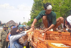 Ironi di Balik Aksi Peternak Batang Bagi 600 Ayam Gratis 