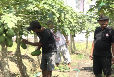 Panen Pepaya Kalina Capai 1,5 Ton per Pekan, BUMDes Serut Perkuat Ketahanan Pangan dan Dongkrak Ekonomi Desa