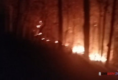 Kebakaran Hutan Perhutani Buayan Kebumen, 1 Hektare Lahan Terbakar