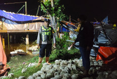 Ribuan Ayam Terancam Mati, Angin Kencang di Pati Terjang Kandang Peternakan Unggas