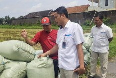 Bulog Soloraya Kejar Target 93.750 Ton di Puncak Panen