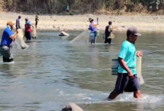 Puluhan Warga Adu Cepat Menjala Ikan di Sungai Klawing, Purbalingga