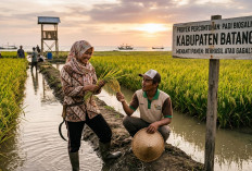 Menanti Panen Padi Biosalin di Lahan Rob Batang, Berhasil atau Gagal?