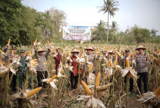 Polres Purworejo Panen 4 Ton Jagung, Dukung Ketahanan Pangan Nasional