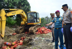 Lanal Semarang Tegaskan Komitmen Dukung Penegakan Hukum dalam Pemusnahan Bawang Bombay Ilegal