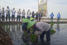 Gandeng BRIN, Bupati Batang Sulap 30 Hektare Sawah Rob jadi Sentra Padi, Ikan, dan Rumput Laut