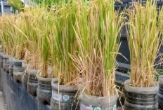Inovasi Padi Pot di Salatiga Jadi Solusi Ketahanan Pangan Wilayah Perkotaan