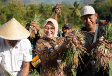 Bupati Kebumen Panen Bawang Merah di Tlogowulung, Harapan Baru Desa Pegunungan 