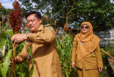 Pengembangan Tanaman Sorgum di Salatiga, Langkah Strategis Hadapi Tantangan Pangan 