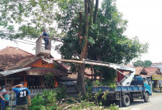 DLH Tegal Gelar Perambasan Pohon Areal Jantung Kota 