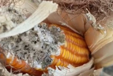 Tanaman Jagung Siap Panen di Sambongrejo Diserang Tikus, Hampir 30 Persen Rusak