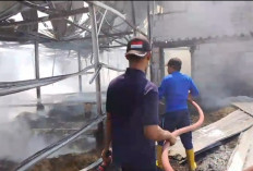 Kerugian Mencapai Rp 600 Juta, Kandang Ayam di Kayen Pati Hangus Terbakar