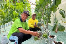 BUMDes Gemilang Sakti Kebumen Panen Melon Premium, Open Farm Diserbu Warga, Hasil Panen Tembus 1,3 Ton