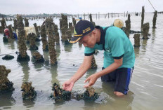 Potensi Pasar Melimpah, Pemkab Rembang Dorong Pengembangan Budidaya Kerang Hijau