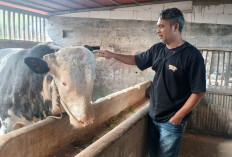 Idul Adha, Sapi Kurban Presiden Seberat 1 Ton Asal Kalikajar Dipotong untuk Warga Kepil