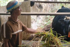 Guna Memenuhi Kebutuhan Air Bersih, Warga Lereng Gunung Merapi Terpaksa Menjual Hewan Ternak