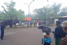 Gajah, Unta hingga Ular Ikut Upacara HUT ke-81 RI di Beach Safari Batang